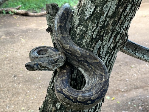 Python natalensis