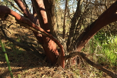 Arctostaphylos manzanita