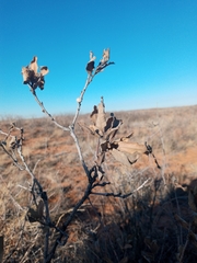 Disholcaspis erugomamma