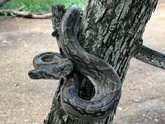Python natalensis