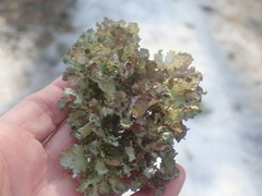 Platismatia tuckermanii