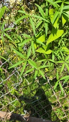 Ipomoea heptaphylla