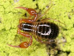 Neobisium