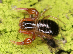 Neobisium