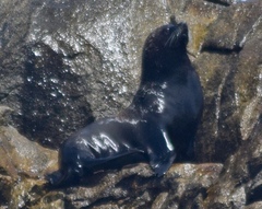 Arctocephalus