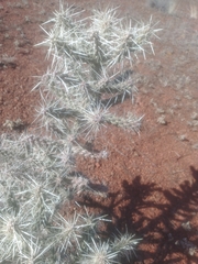 Cylindropuntia whipplei