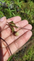 Ipomoea heptaphylla