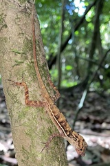 Anolis osa