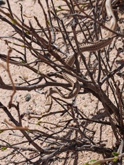 Philodryas psammophidea