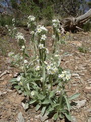 Oreocarya flavoculata