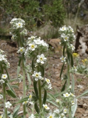 Oreocarya flavoculata
