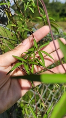 Ipomoea heptaphylla