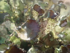 Platismatia tuckermanii