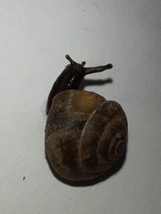Hygromia cinctella
