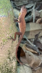 Anolis osa