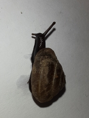 Hygromia cinctella