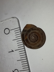 Hygromia cinctella