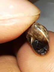 Hygromia cinctella