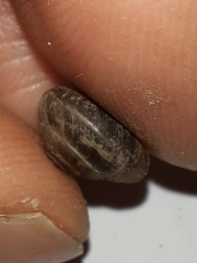 Hygromia cinctella