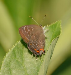 Satyrium liparops