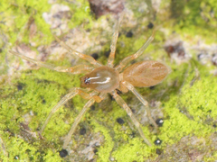 Dysderidae