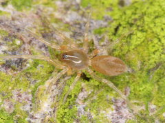 Dysderidae