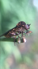Holcocephala