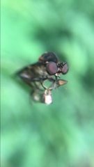Holcocephala