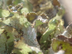 Platismatia tuckermanii