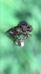 Holcocephala