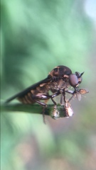Holcocephala