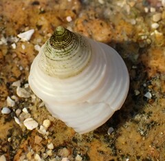 Calliostoma zizyphinum