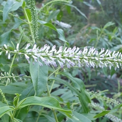 Veroniceae