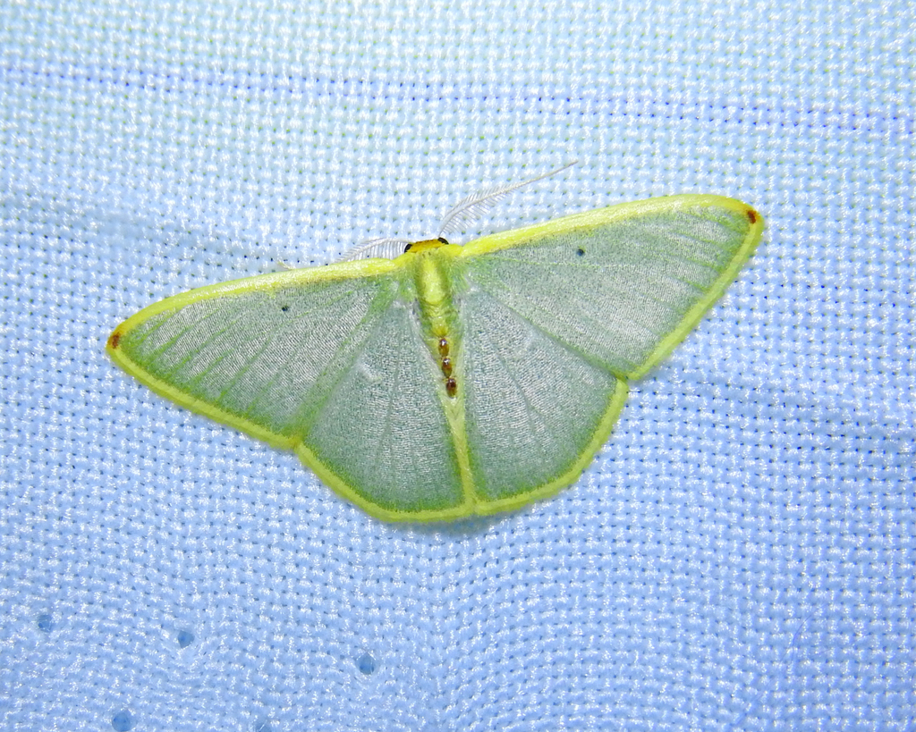 Oospila cristae