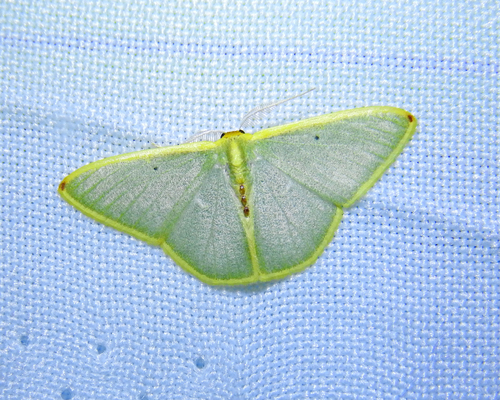 Oospila cristae