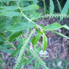 Veroniceae