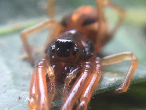 thickjawed orbweavers