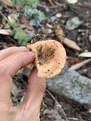 Lactarius luculentus