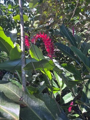 Alpinia purpurata image