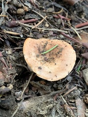 Lactarius luculentus