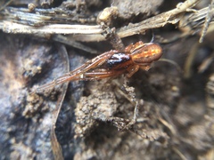 Pachygnatha autumnalis