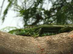 Iguana iguana
