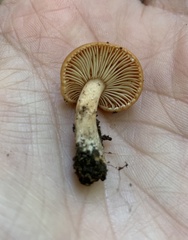 Lactarius luculentus