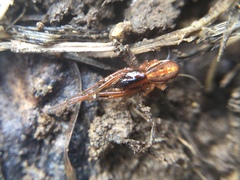 Pachygnatha autumnalis