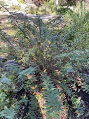 Hypericum × moserianum