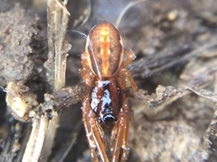 Pachygnatha autumnalis
