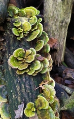 Trametes versicolor