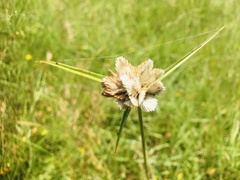 Cyperus niveus leucocephalus