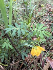 Senna barronfieldii