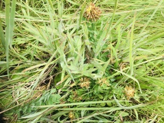 Cyperus niveus leucocephalus